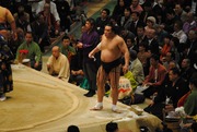 日馬富士は