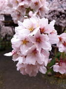 桜-3
