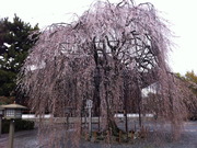 阿亀桜-1