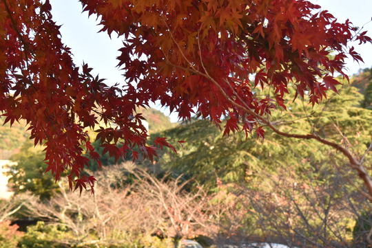 DSC_0176
