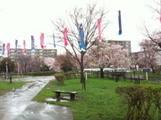 満開の桜と鯉幟@札幌福住小川公園