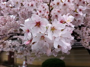 門前の桜-2