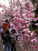 桜-1