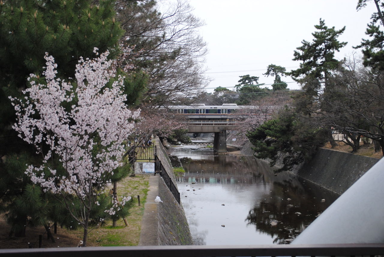 夙川の桜-4