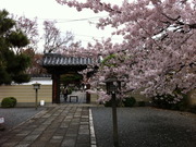 門前の桜