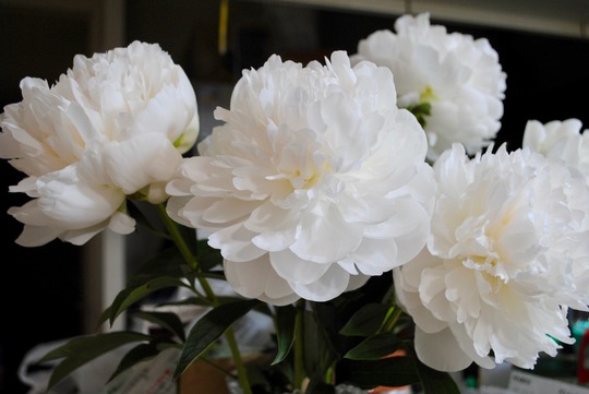 �ڽ�Ƥ˺餯�֡������ʥ��㥯�䥯��