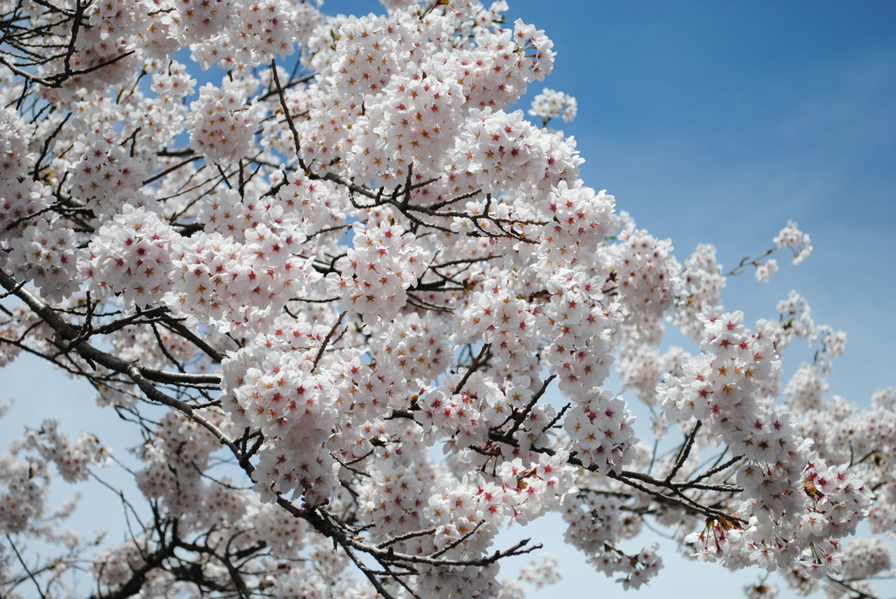 桜満開-2