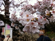 桜-6