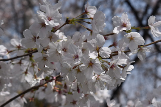 �ں���ʿ���������������콻�ȶ�ˤˤ�-04