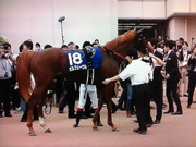 ああ三冠馬