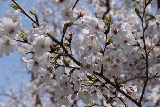 �ں���ʿ���������������콻�ȶ�ˤˤ�-03