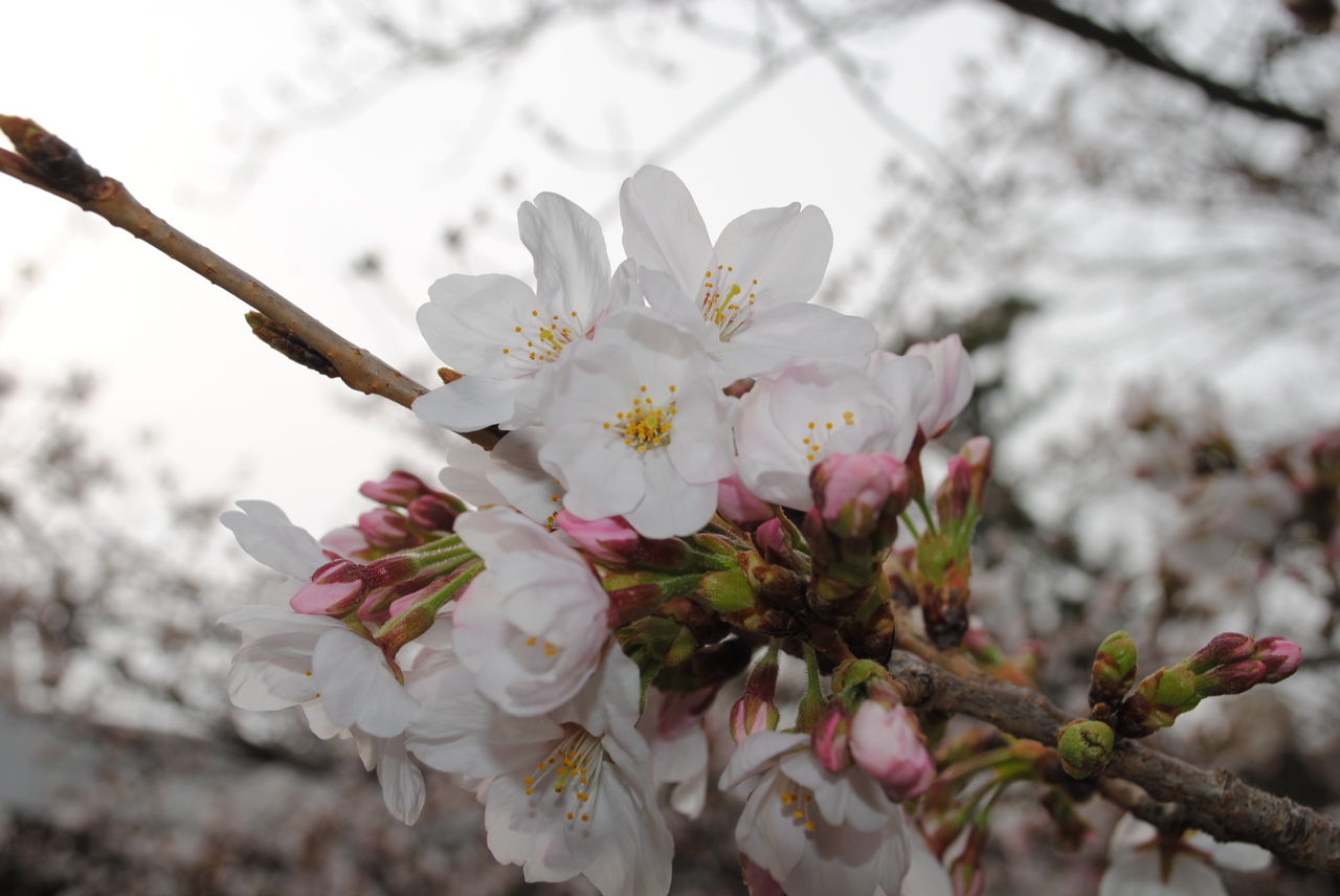 夙川の桜-6