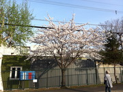 札幌の桜