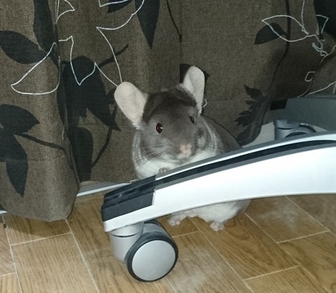 mimi (4)