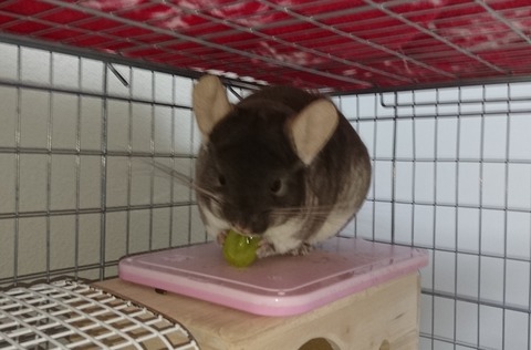 mimi (5)