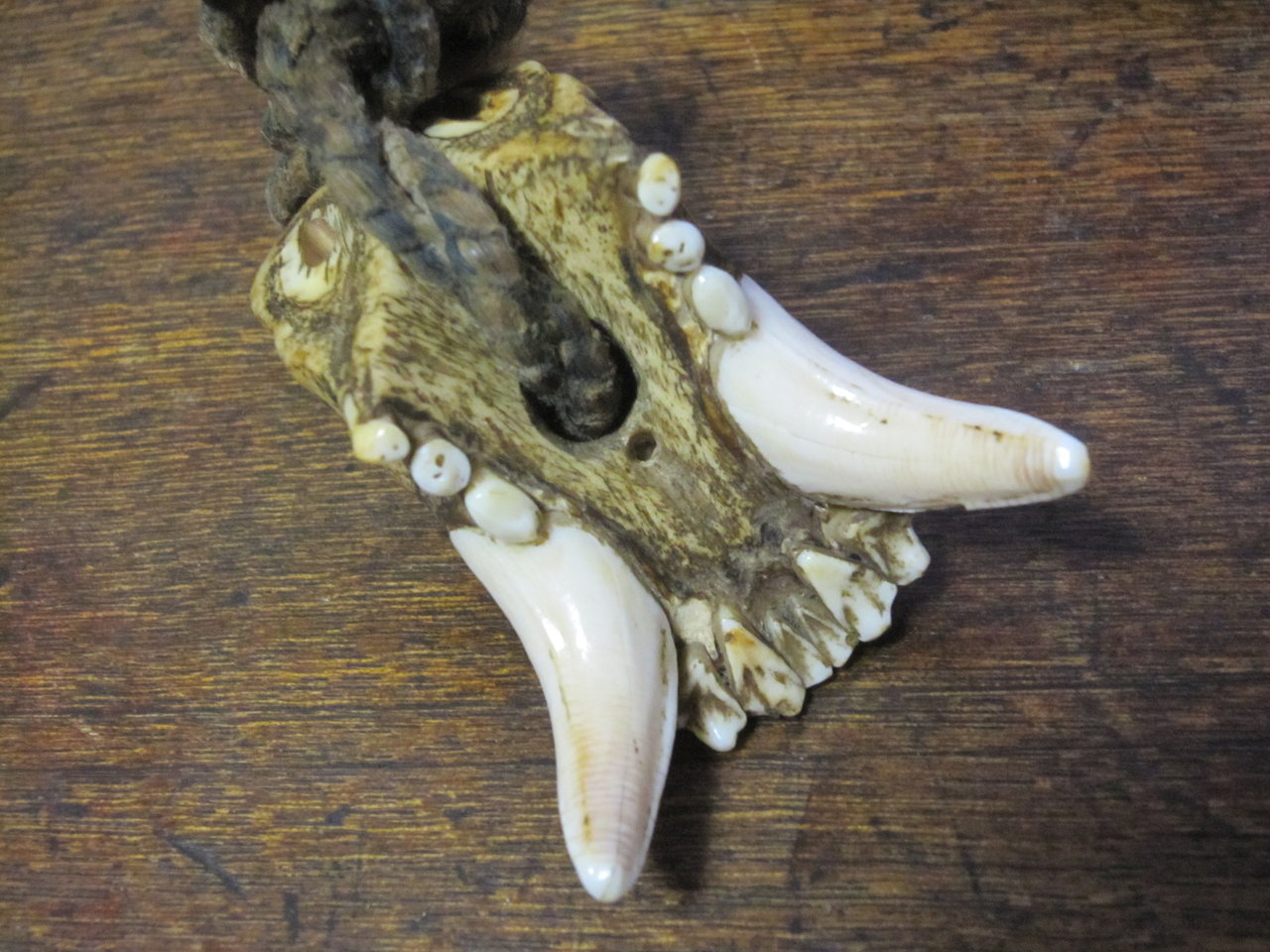 熊の牙 7センチ ×3