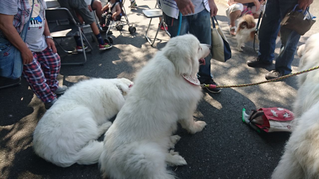 白い大型犬 アニマル日記