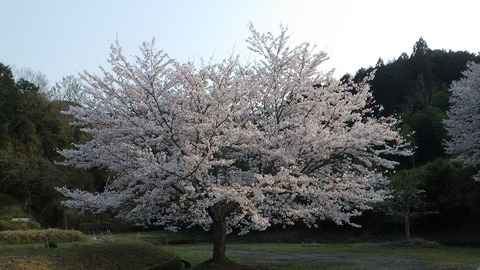 YAMA4062