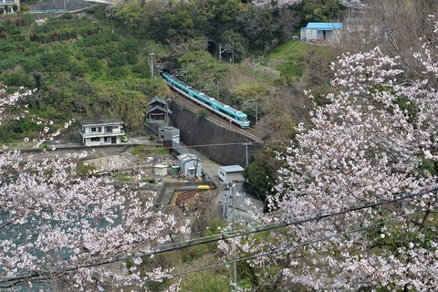 DFA_0737 20230325 加茂郷~冷水浦 66M