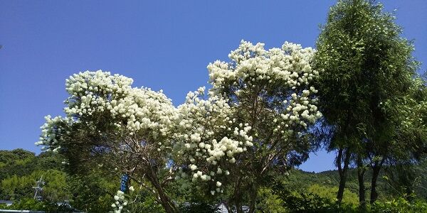 海遊び山遊び マキバブラシの木 槙葉ブラシの木
