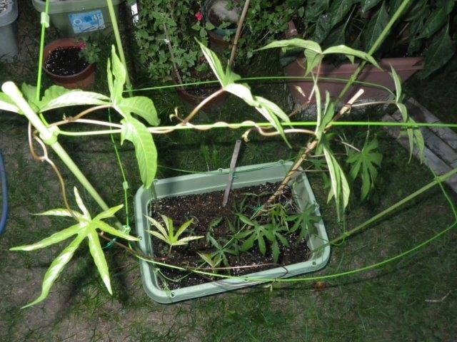 イメージ 1