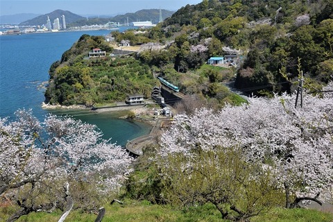 467  DFA_0768  20230328  加茂郷～冷水浦　66M
