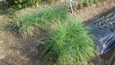 YAMA5976