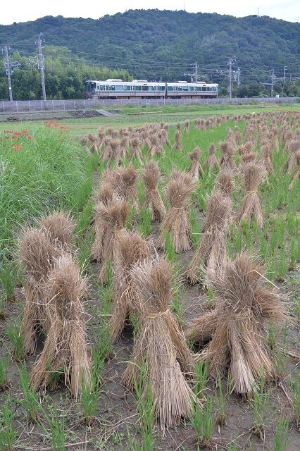 DFA_6351 20230923 印南~稲原 2361M