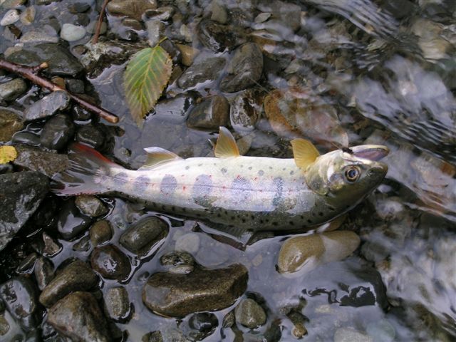 海遊び山遊び : あまご