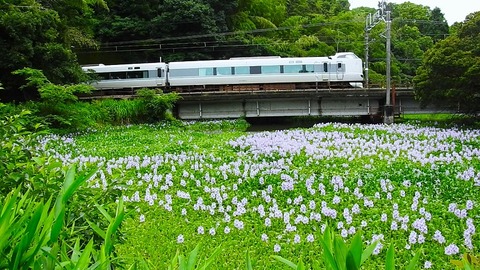 DSCN1159 -20240629 芳養~南部 2053M