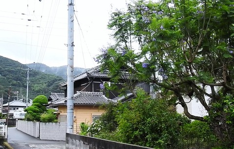 DSCN1152b -20240623 下津 6068M