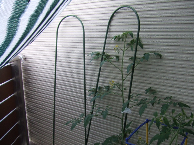 ベランダ菜園 西日よけ マダムみどりのひまつぶし
