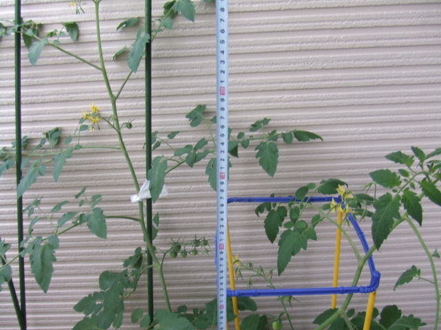 ベランダ菜園 西日よけ マダムみどりのひまつぶし