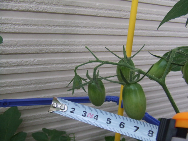 ベランダ菜園 西日よけ マダムみどりのひまつぶし