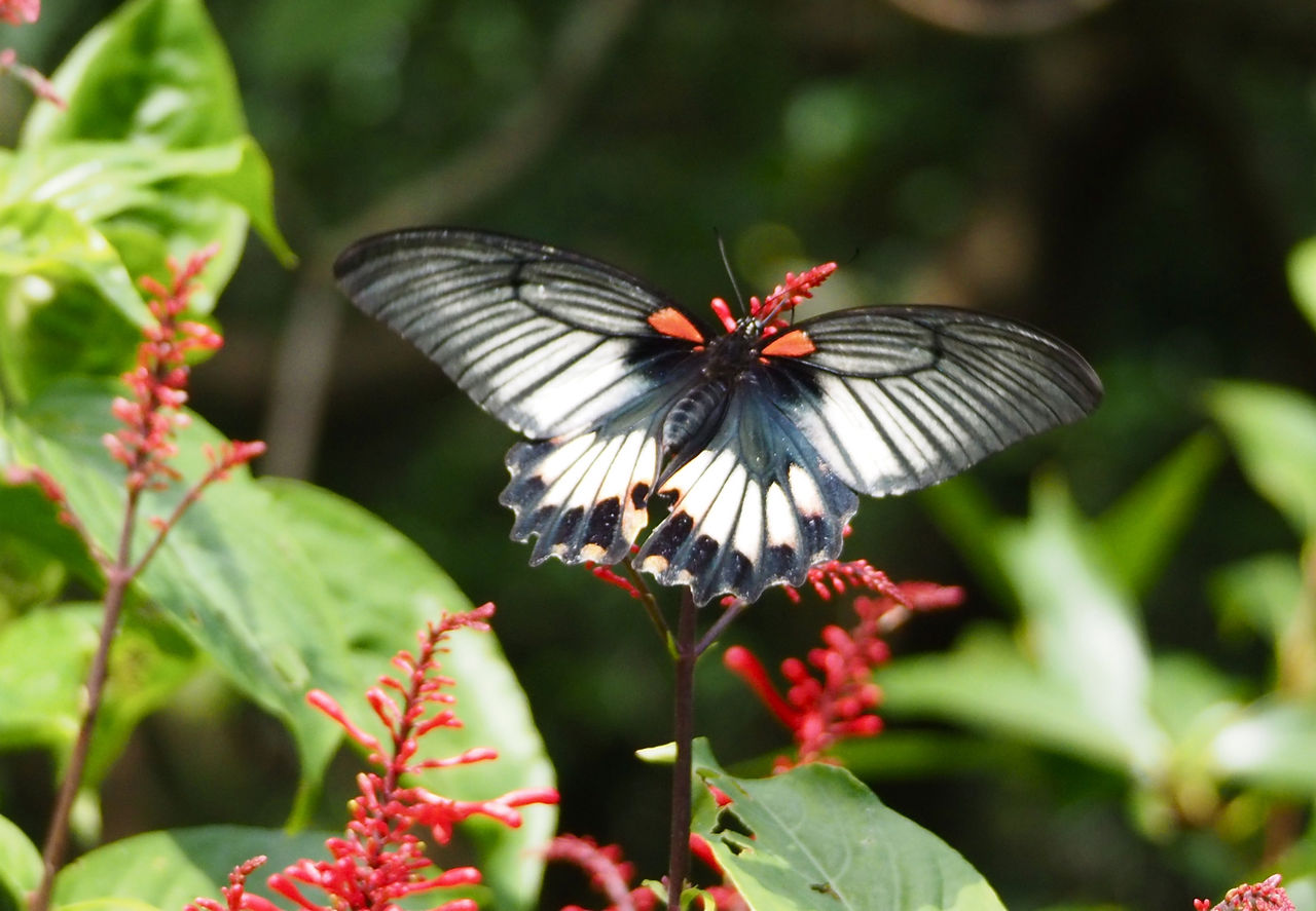 沖縄で蝶 6 ナガサキアゲハ 今日の一枚 しばたのブログ