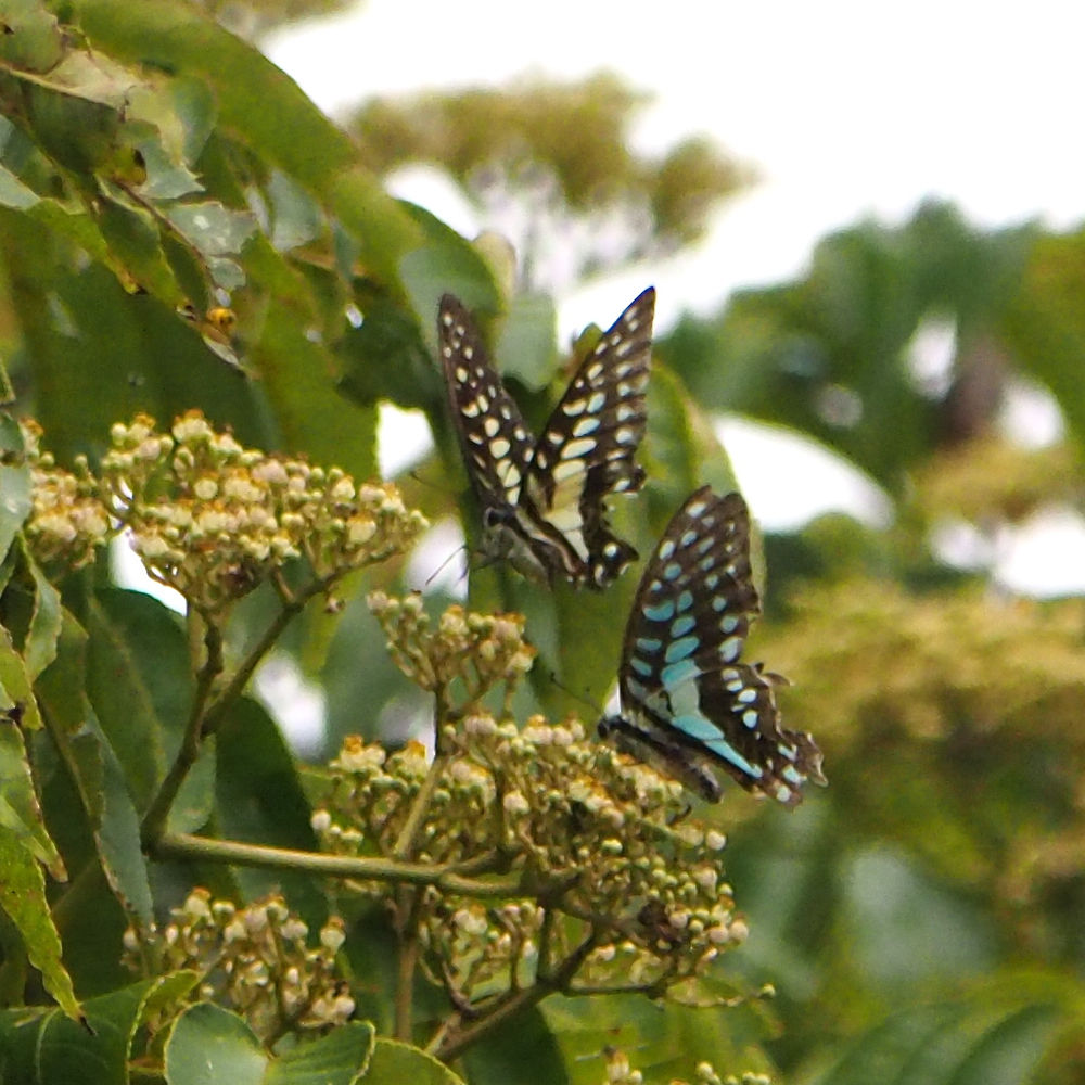 素晴らしい 984 ミカドアゲハ 蝶15円 財務省銘10b 極美品 Bagochile Cl