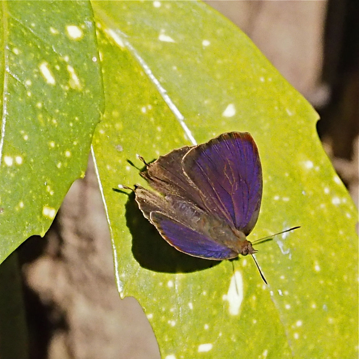 ムラサキツバメ 成虫で越冬する蝶 2 今日の一枚 しばたのブログ ムラサキツバメ 成虫で越冬する蝶 2 今日の一枚 しばたのブログ