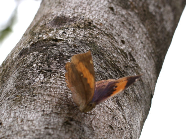 コノハチョウ 南国の蝶 : 今日の一枚 しばたのブログ