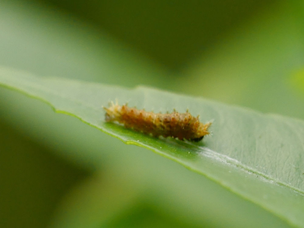 ナミアゲハ 幼虫画像です 閲覧ご注意 今日の一枚 しばたのブログ