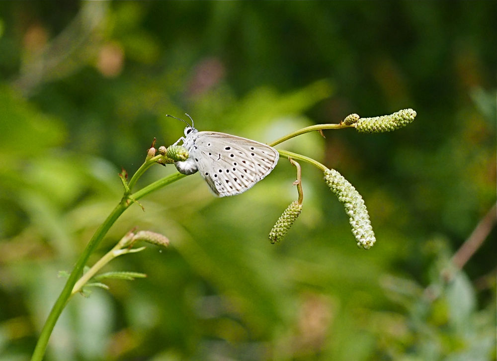 北海道で蝶 28 ゴマシジミもういっちょ 今日の一枚 しばたのブログ