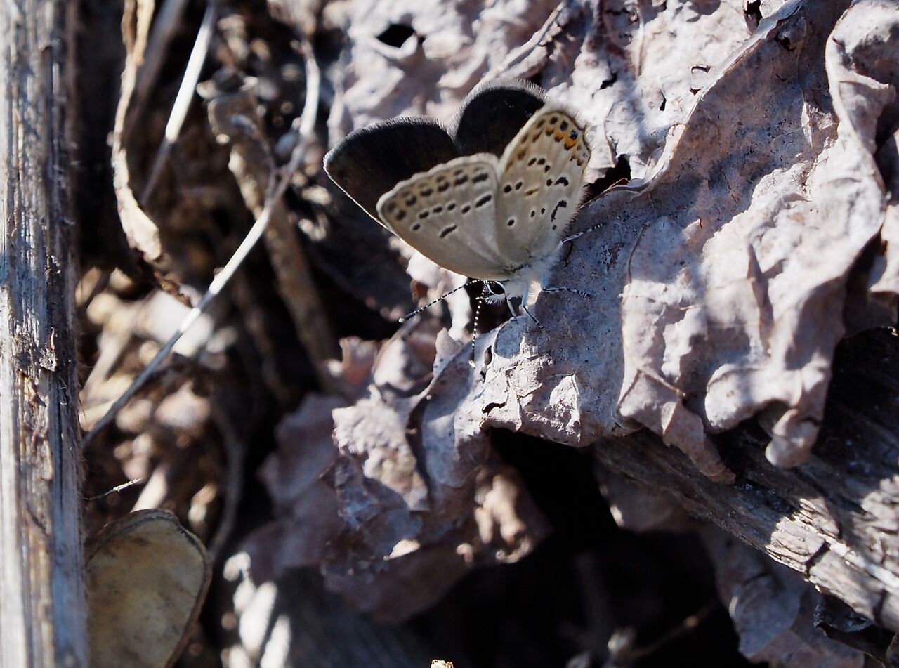 クロツバメ 2頭 白馬村とクロツバメシジミ : 今日の一枚 しばたのブログ