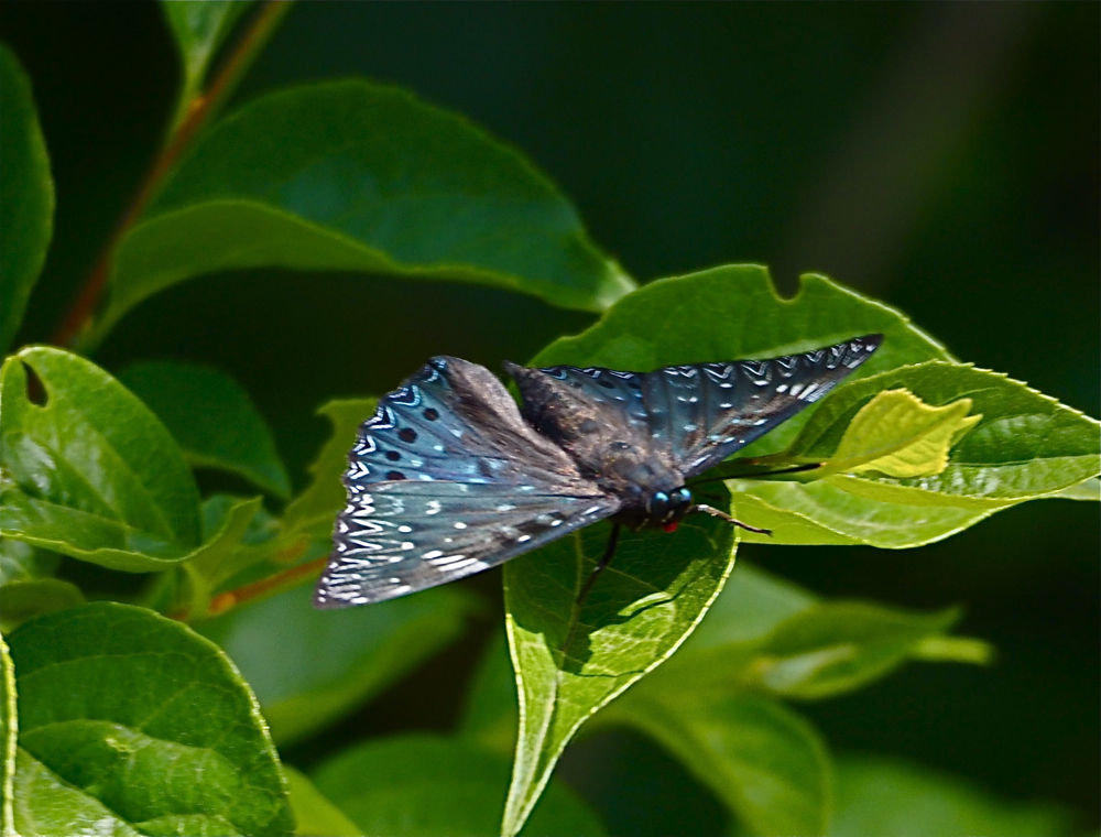 群馬で蝶撮影(4) スミナガシ(15-26) : 今日の一枚 しばたのブログ
