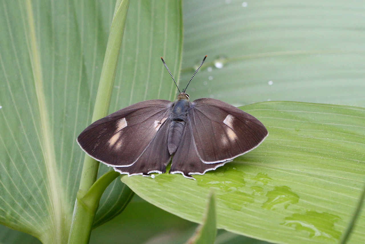 コエポン　標本　展翅済みハヤシミドリシジミ コエポン 標本 展翅済みハヤシミドリシジミ コエポン 標本 展翅済み