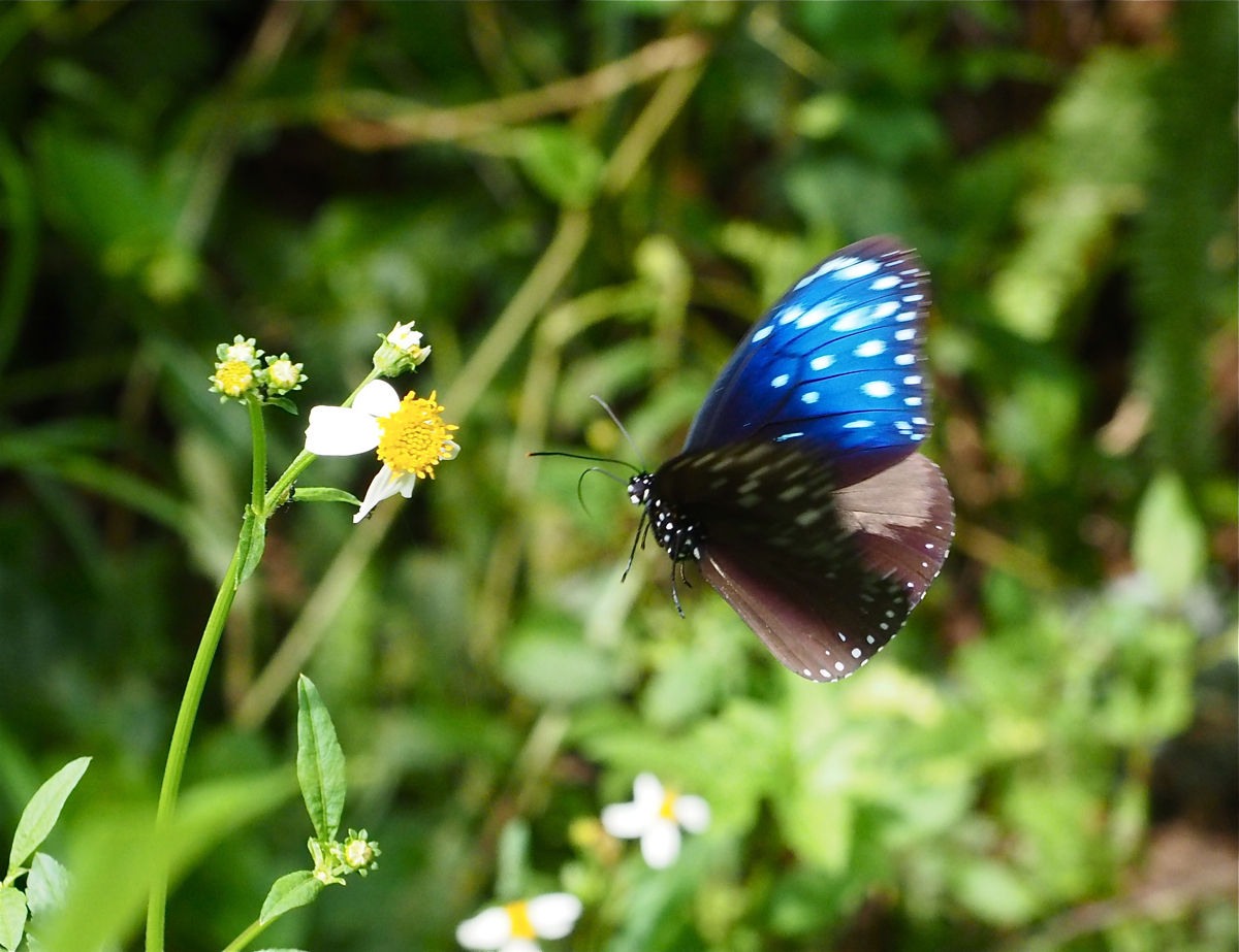 沖縄・八重山の旅 蝶編(1) ツマムラサキマダラ : 今日の一枚 しばたの