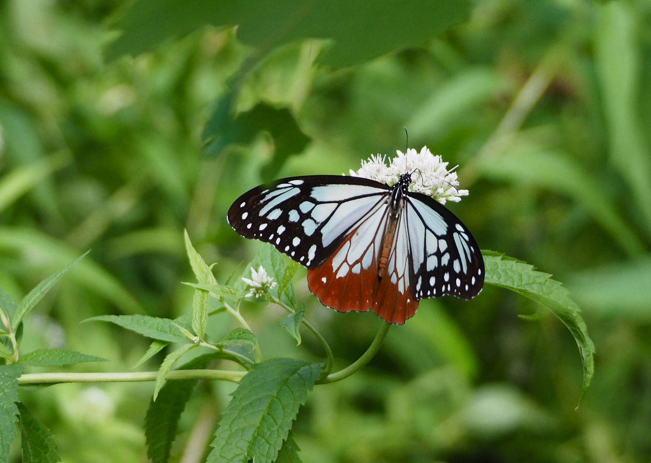 富士山で蝶(5) ヒヨドリバナの谷 : 今日の一枚 しばたのブログ
