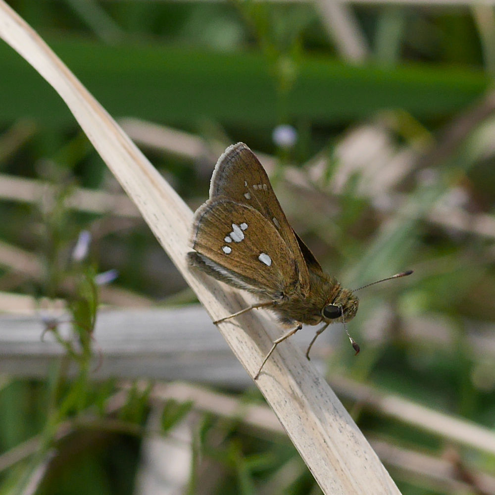 ミヤマチャバネセセリ 14 18 今日の一枚 しばたのブログ