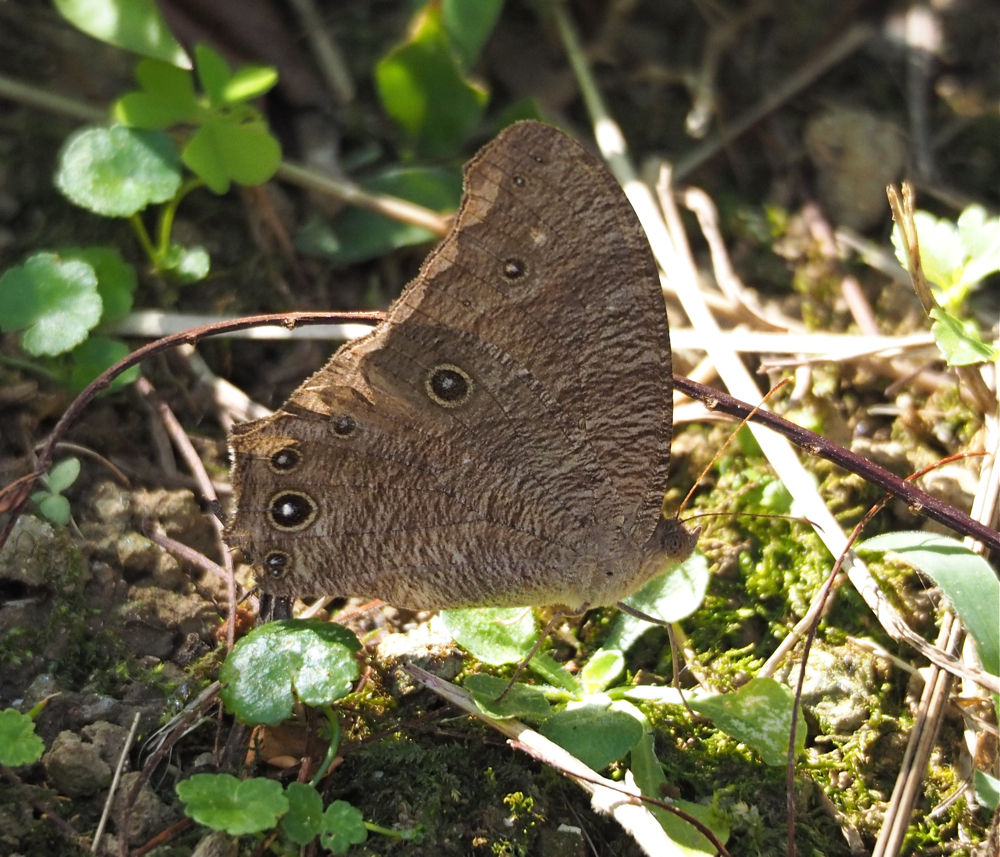 沖縄で蝶(3) 那覇の公園で いろいろ出逢いました。 : 今日の一枚