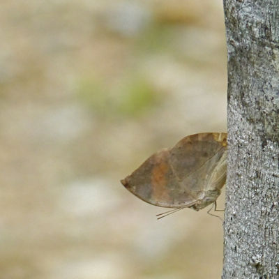 コノハチョウ 南国の蝶 : 今日の一枚 しばたのブログ