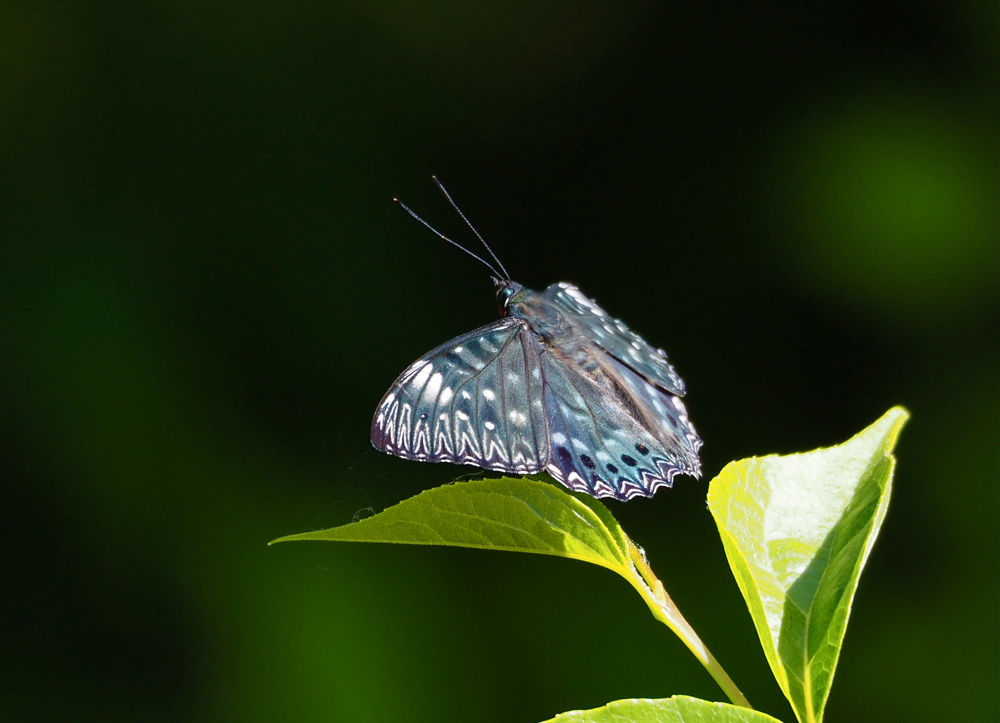 群馬で蝶撮影(4) スミナガシ(15-26) : 今日の一枚 しばたのブログ