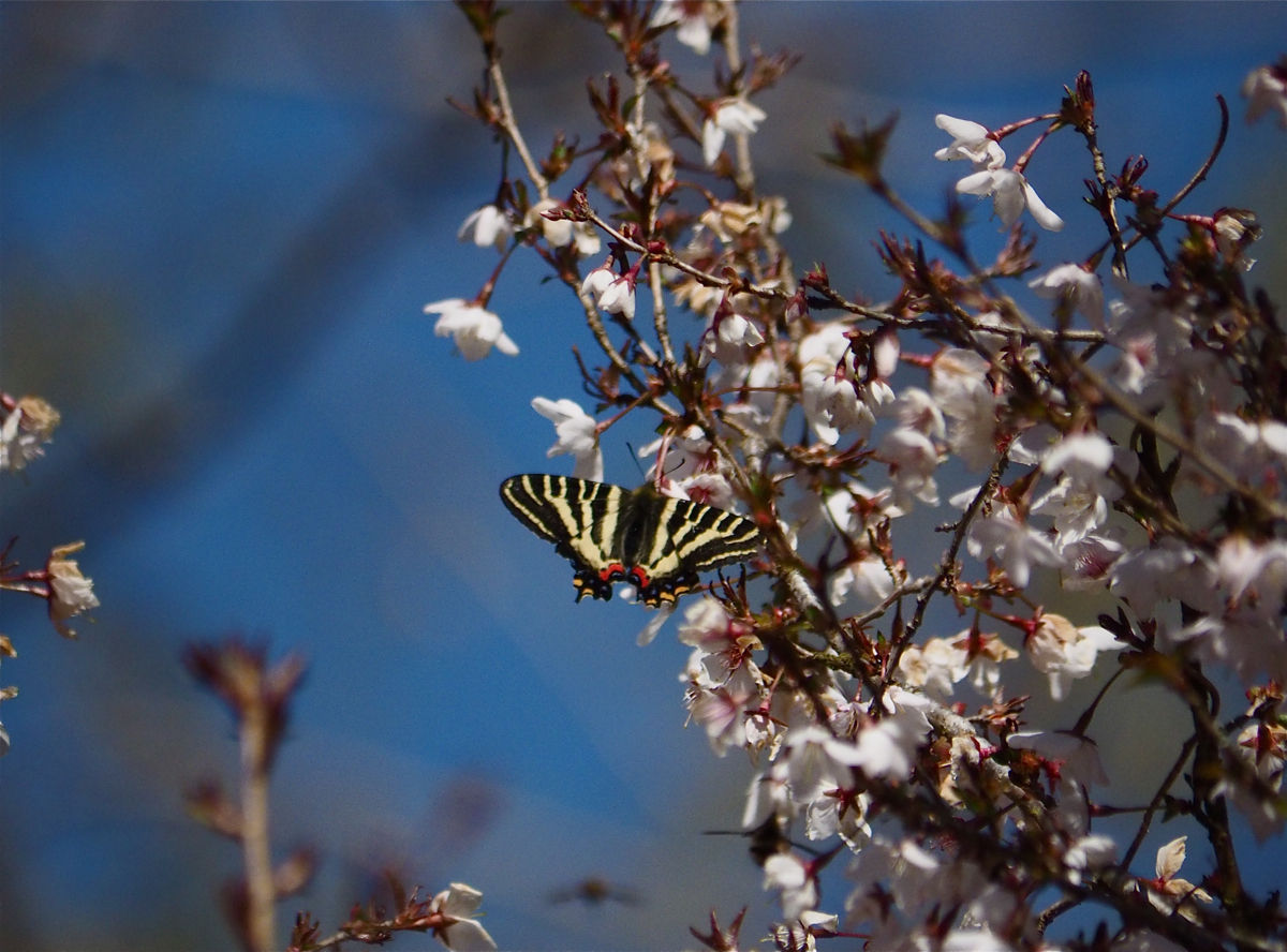 春の女神 ようやくギフチョウ 今日の一枚 しばたのブログ